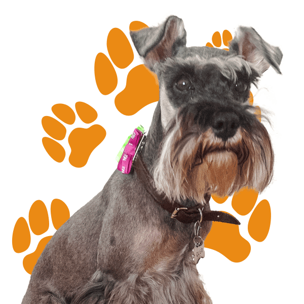 Perro schnauzer