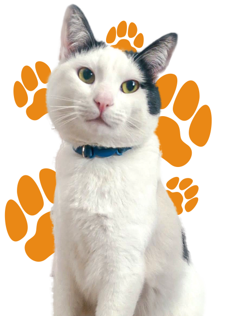 Gato blanco
