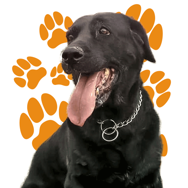 Perro labrador negro sacando la lengua
